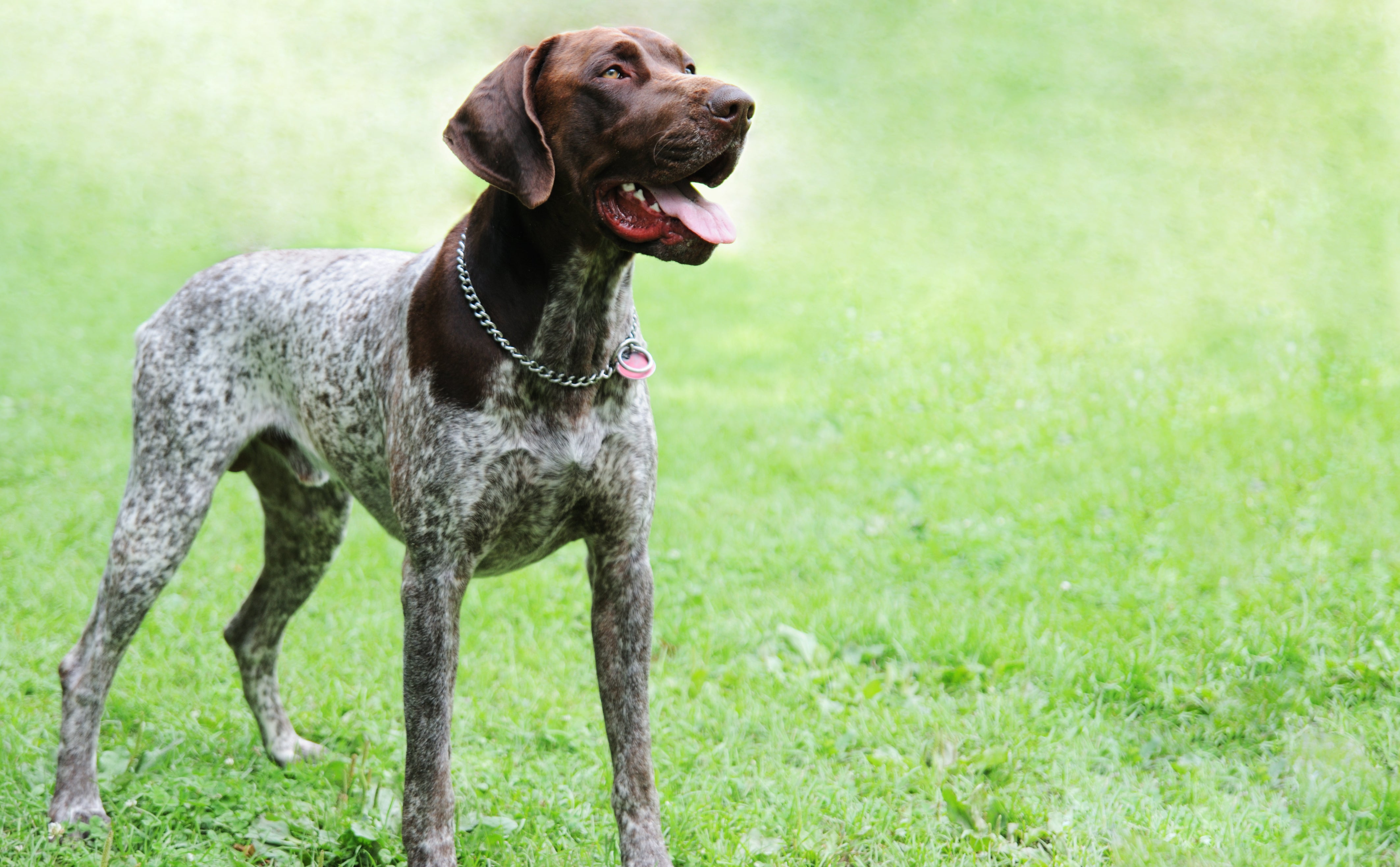 German Shorthaired Pointer Dog Breed Adoption Info Petfinder